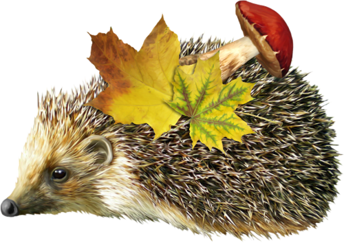 őszi állatok_137.png